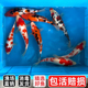 三色锦鲤鱼活体鱼观赏鱼红白黄金锦鲤金鱼好养耐活淡水冷水鱼鱼苗