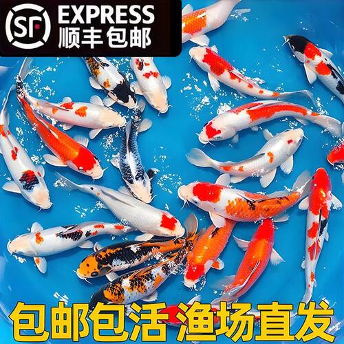 纯种锦鲤鱼苗活体淡水好养