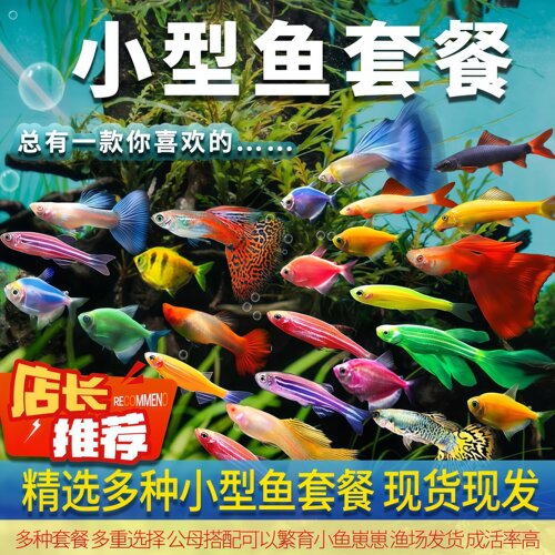 小型冷水鱼热带鱼活体观赏鱼好养耐活鹦鹉鱼天使鱼斑马鱼孔雀鱼苗