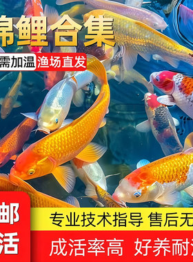 锦鲤观赏鱼淡水日本纯种