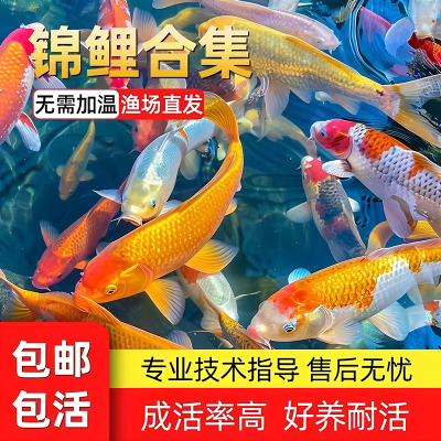 锦鲤观赏鱼淡水日本纯种