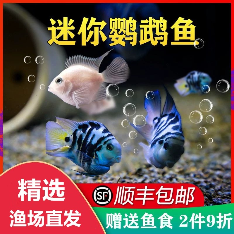 热带观赏鱼迷你鹦鹉鱼苗图片
