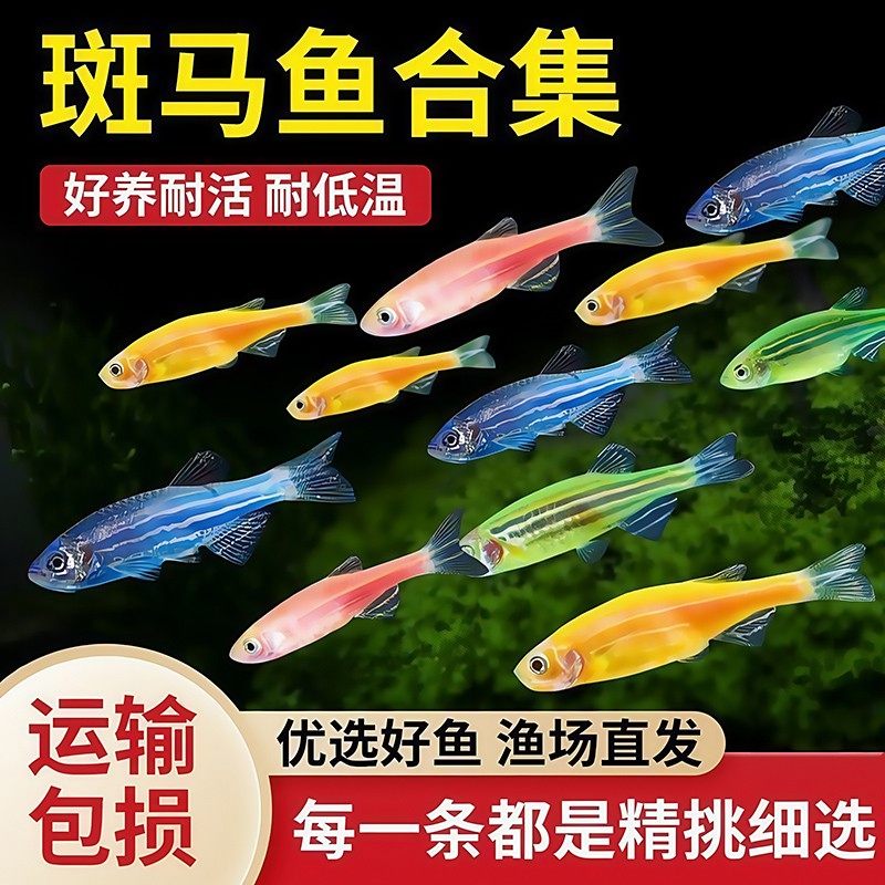 热带观赏鱼斑马鱼鱼缸群游淡水蝶翼长尾小型鱼苗金鱼活鱼好养耐活