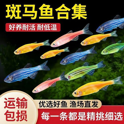 热带观赏鱼红蓝斑马鱼小型金鱼