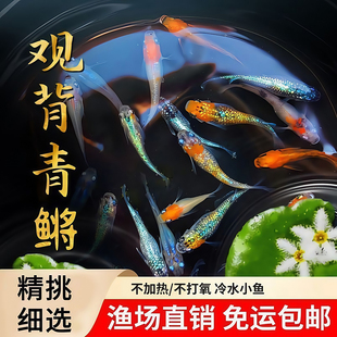 观背青鳉鱼自来水好养耐活体精品冷水鱼青将小型观赏鱼生态缸家养