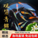 观背青鳉鱼自来水好养耐活体精品冷水鱼青将小型观赏鱼生态缸家养