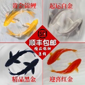 纯种锦鲤鱼活鱼淡水冷水观赏鱼红白黄金小鱼苗金鱼好养耐活自来水