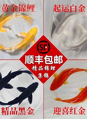 纯种锦鲤鱼活鱼淡水冷水观赏鱼红白黄金小鱼苗金鱼好养耐活自来水