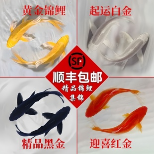纯种锦鲤鱼活鱼淡水冷水观赏鱼红白黄金小鱼苗金鱼好养耐活自来水