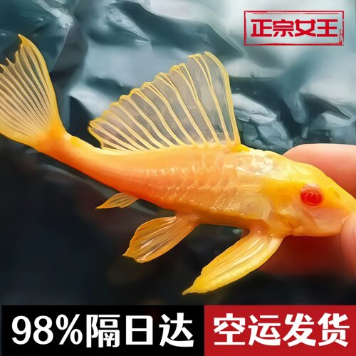 鱼缸观赏热带淡水鱼红眼女王大帆