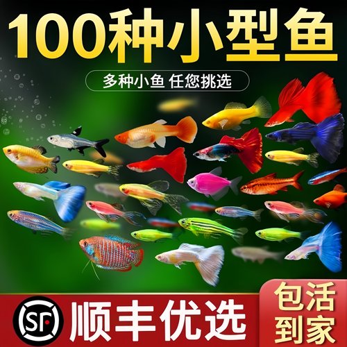 小型冷水鱼热带鱼活体观赏鱼鹦鹉鱼天使鱼斑马鱼孔雀鱼苗好养耐活