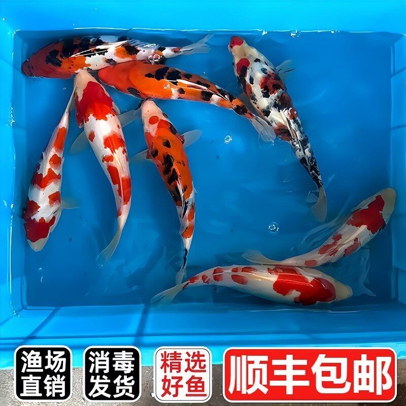 三色锦鲤鱼活体鱼观赏鱼红白黄金锦鲤金鱼好养耐活淡水冷水鱼鱼苗