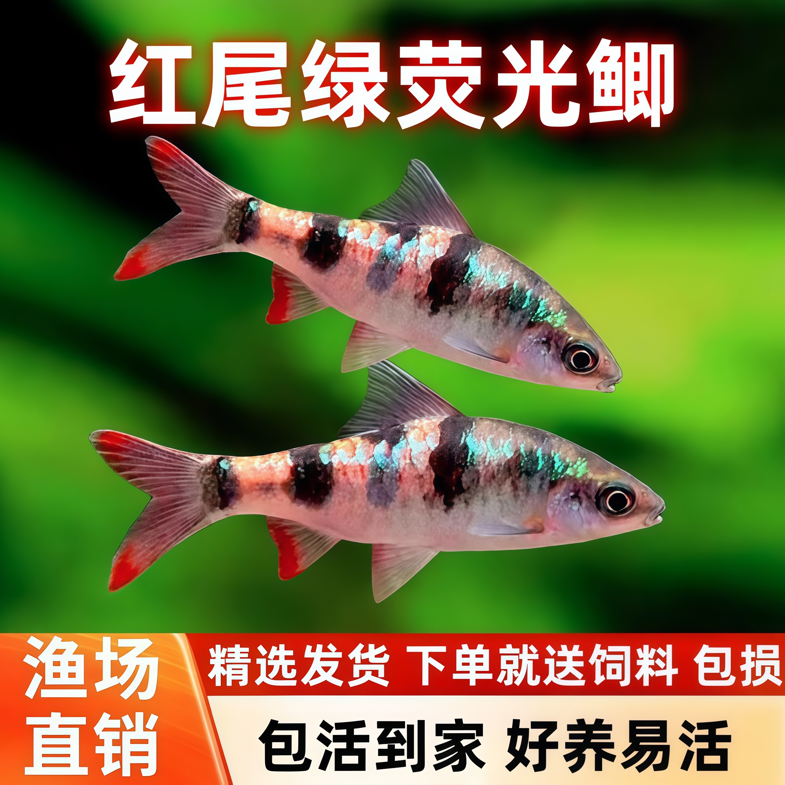 红尾绿荧光鲫热带观赏鱼淡水原生冷水鱼大帆钻石彩虹鲫活体群游鱼