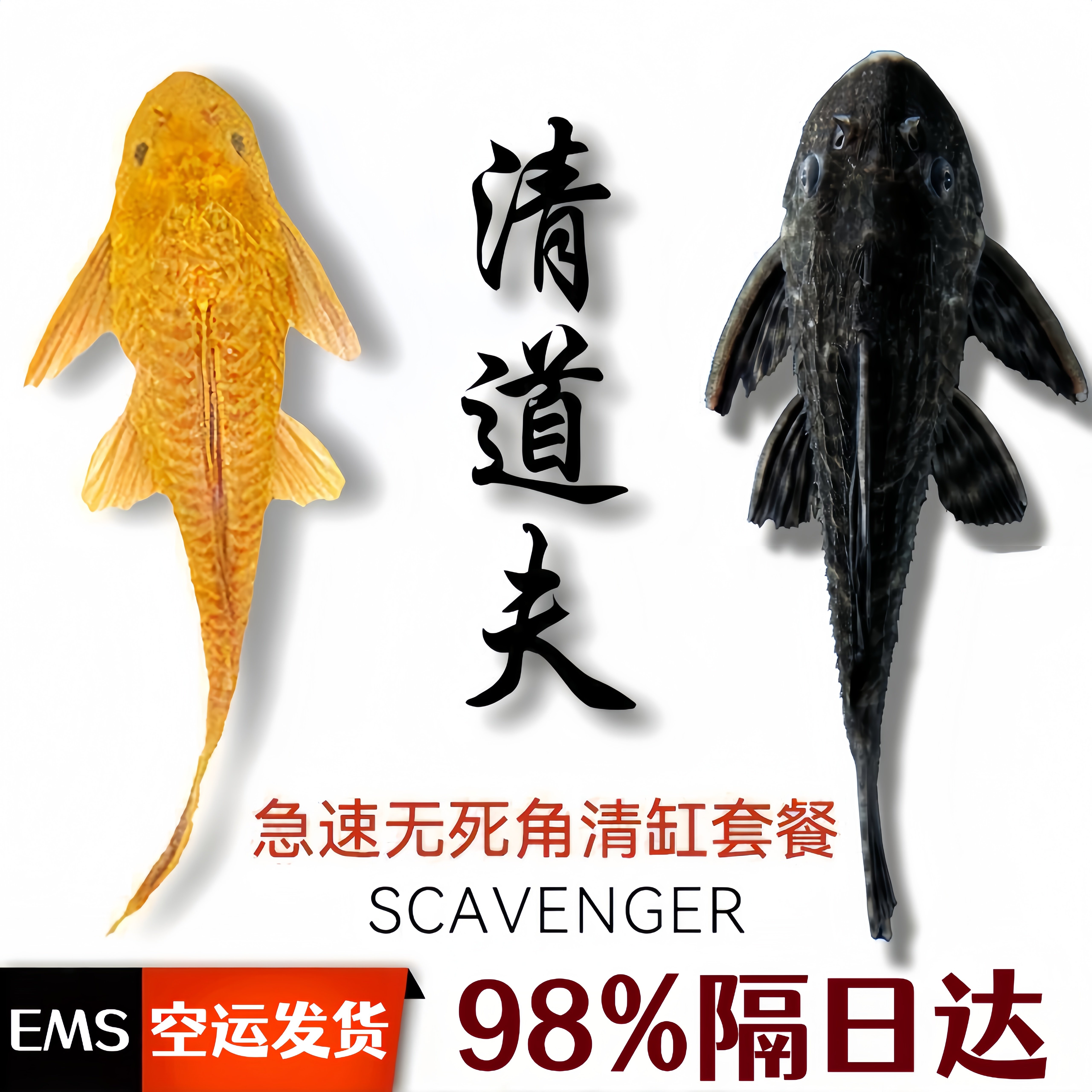 清道夫吃粪便淡水鱼鱼缸清洁工小型热带观赏鱼好养耐活鱼苗活体鱼