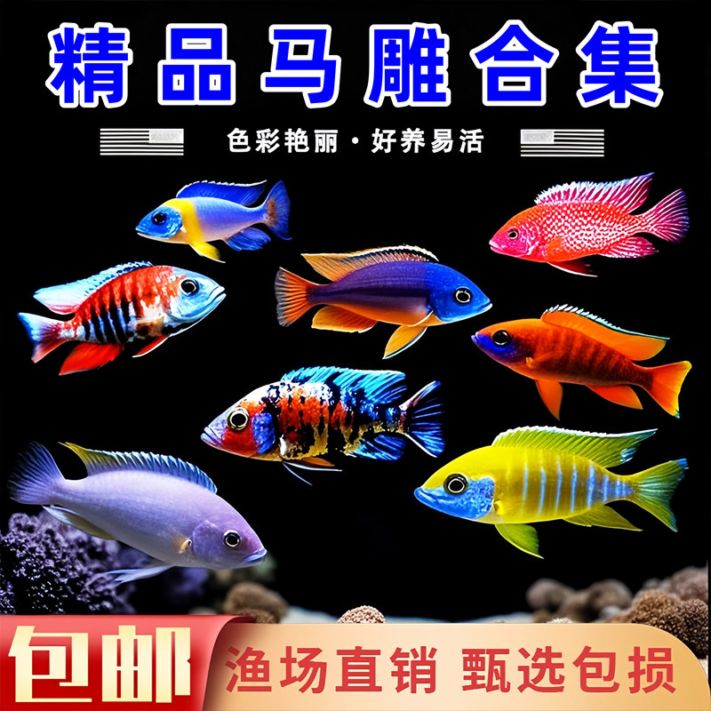 马鲷鱼热带观赏鱼中小型淡水好养耐活岩栖三湖慈鲷坦鲷杂鲷鱼活体
