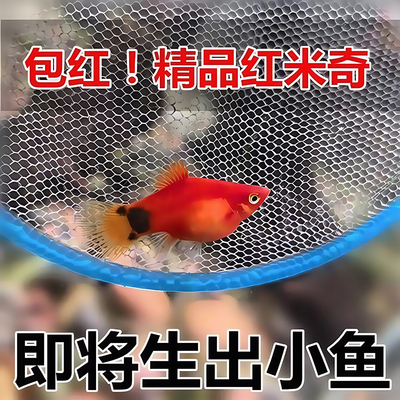 精品红米奇小型鱼观赏鱼