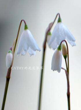 6-7月发货 秋雪片莲种球 Acis Autumnalis 5球 夏末秋初先花后叶