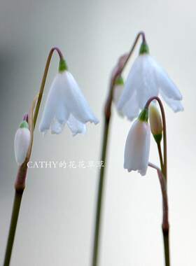 球根凯西花房春季雪片莲
