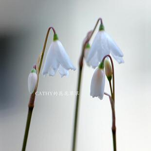 6-7月发货 秋雪片莲种球 Acis Autumnalis 5球 夏末秋初先花后叶
