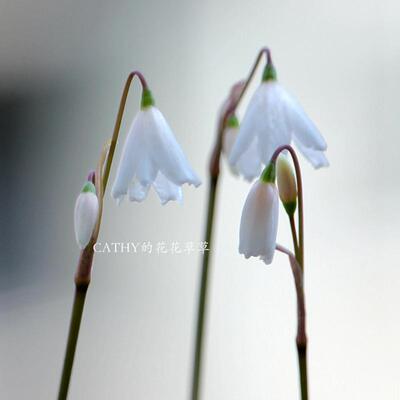 球根凯西花房春季雪片莲