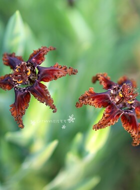 盆苗 棕红叉序魔星兰 Ferraria divaricata var arenosa 1苗/盆