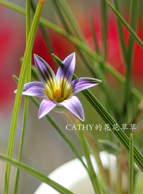 紫色小花罗慕丽 Romulea gigantea 5-7球/份 秋植春花