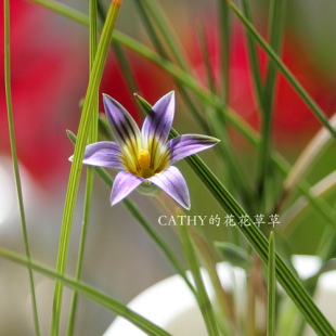 6-7月发货 紫色小花罗慕丽 Romulea gigantea 5-7球/份 秋植春花