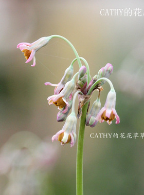 包邮 裸根原生紫娇花-垂花紫娇Tulbaghia cernua四季生长可地栽