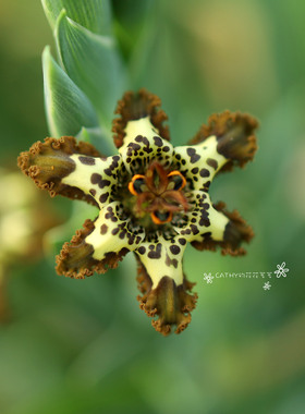盆苗 谢菲尔魔星兰 Ferraria schaeferii  1苗/盆