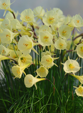 6-7月发货 围裙水仙柠檬十二月 Narcissus December Lemon 5球/份