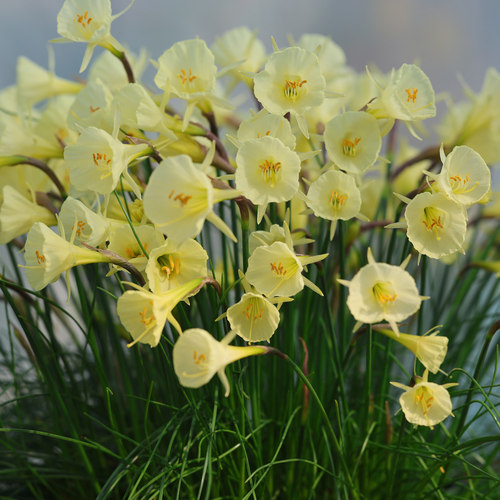 围裙水仙柠檬十二月 Narcissus December Lemon 5球/份