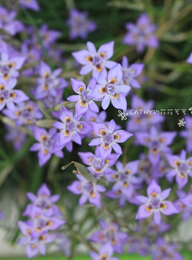 盆苗 深色毛叶肖鸢尾 Moraea Setifolia FII 3苗/盆