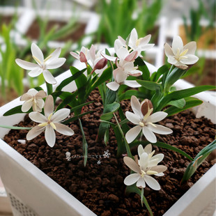 6-7月发货 汉塔姆夜鸢尾种球 Hesperantha hantamensis 2球/份