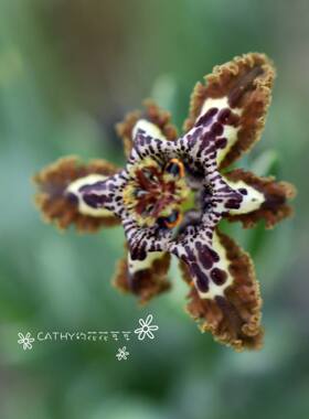 盆苗 皱瓣魔星兰A款 Ferraria crispa form A  1苗/盆