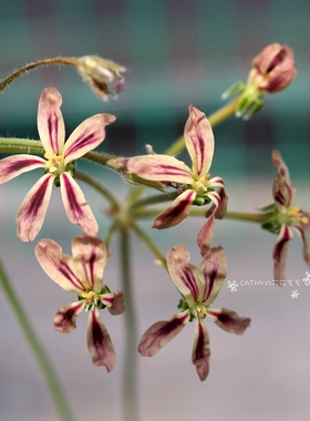 根块洋葵 Pelargonium triste  羽叶洋葵