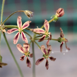 根块洋葵 Pelargonium triste  羽叶洋葵