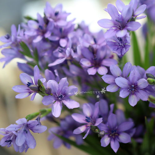球根凯西花房春季狒狒花