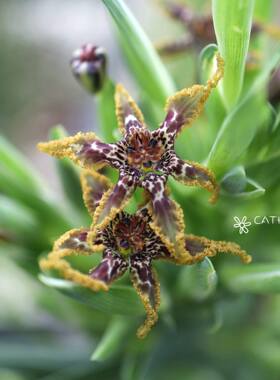 盆苗 皱瓣魔星兰 B款 Ferraria crispa form B 1苗/盆