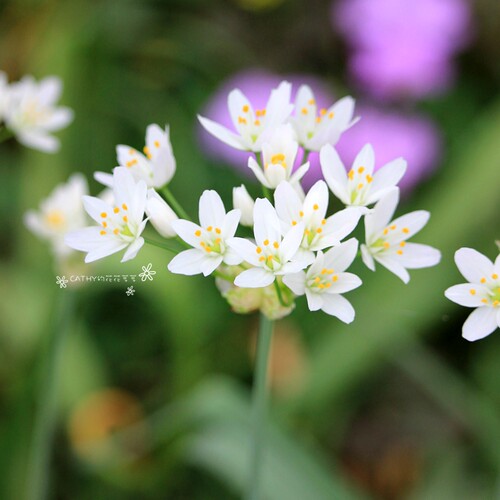 球根凯西花房春季花葱