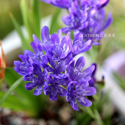 凯西花房春季钟根鸢尾稀有球根