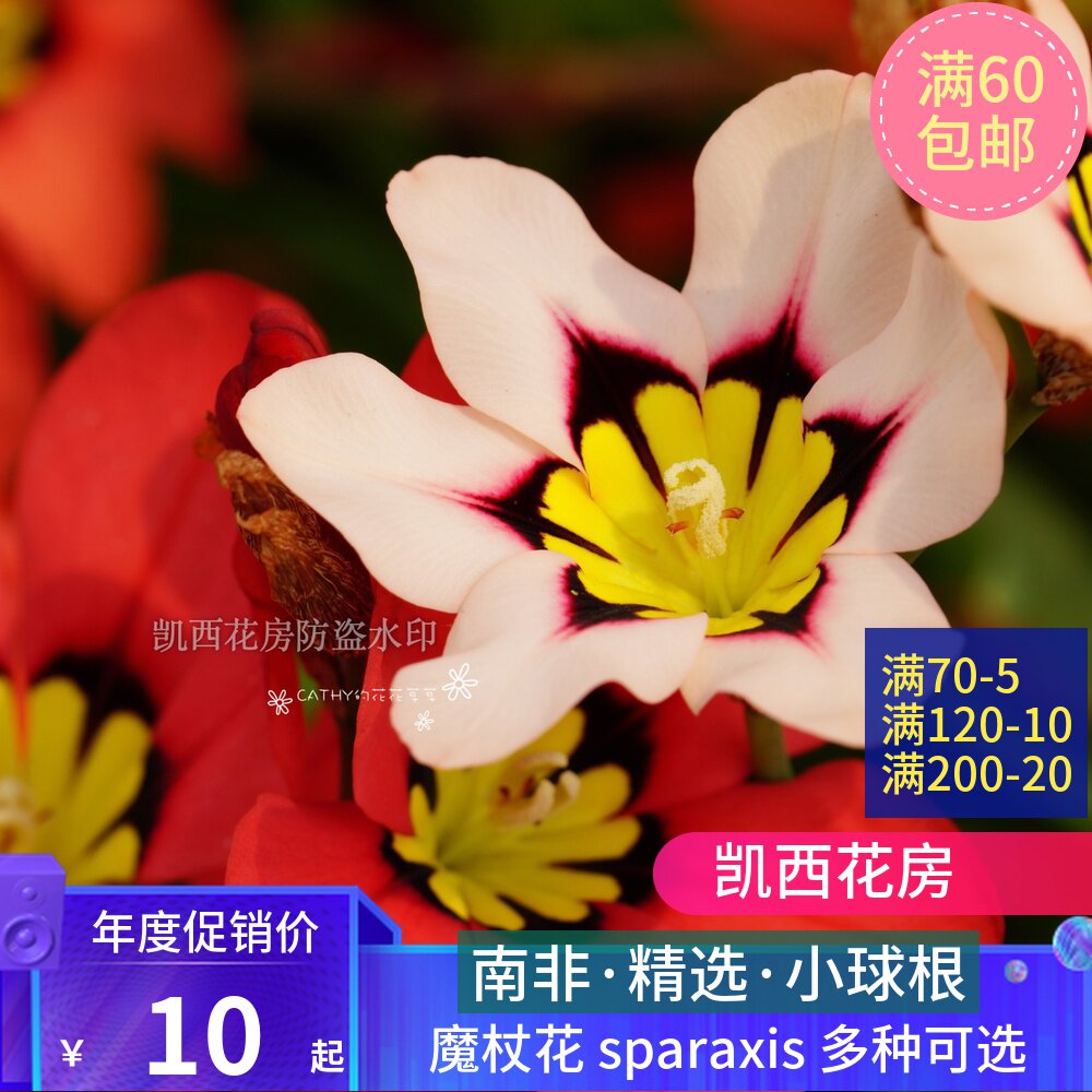 现货 种球 魔杖花 sparaxis 多种可选 1-5球/份 凯西花房|msdalam kategori penghantaran bunga/bunga simulasi/tumbuhan berkebun, bunga/Buah-buahan dan sayur-sayuran/benih rumput (baru), mentol - dari Buy2taobao.com untuk memberikan perkhidmatan ejen Taobao profesional membeli