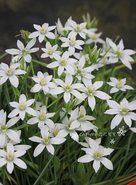 6-7月发货 伞花虎眼万年青种球 Ornithogalum umbellatum秋植春花
