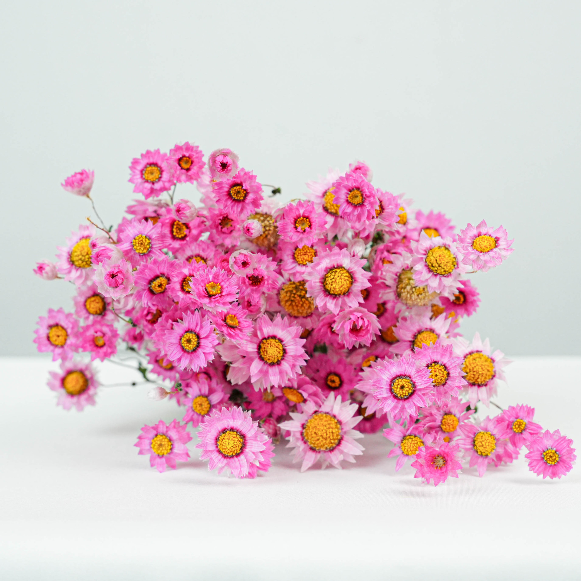 鲁丹鸟干花自然风白色粉色罗丹斯干花花束家居装饰花材天然的