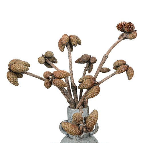 松果带枝杆干果干花diy材料 云南桦松油松果圣诞节装饰天然