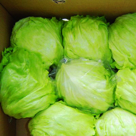 球形生菜5斤2500g色拉脆甜