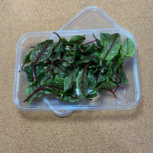 新鲜酸膜叶 红酸膜草 酸模叶酒店西餐摆盘装饰点缀可食用 30片/盒