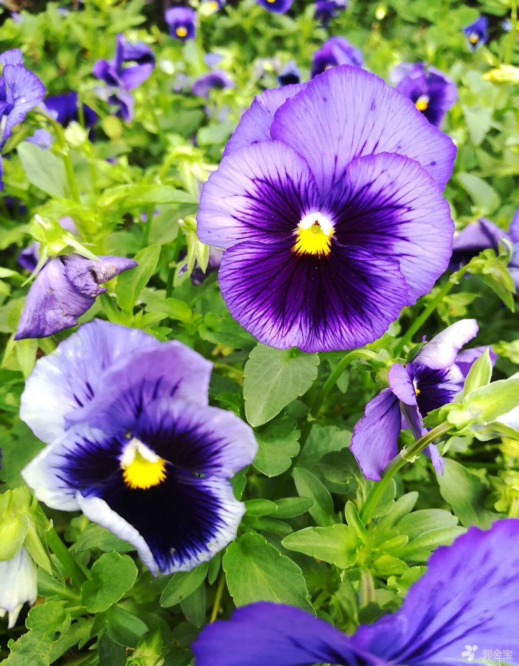 三色堇食用花 约22朵 拍照装点花冷盘装饰花