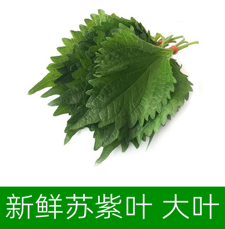 紫苏叶绿色新鲜苏子叶大叶韩国烧烤日本寿司料理刺身西餐摆盘