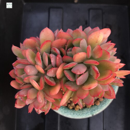 绮罗多肉老桩绮罗缀化阳台多肉植物组合盆栽绿植花卉办公室内新手