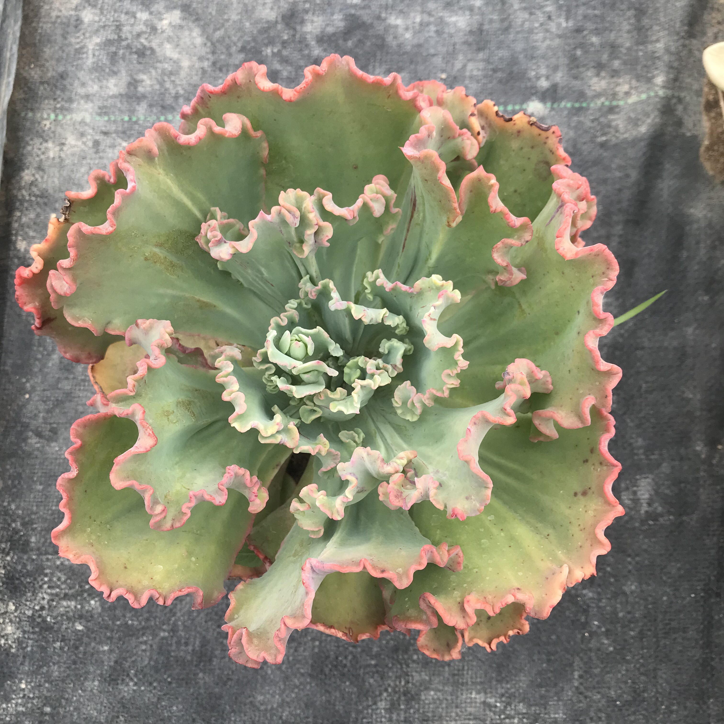 舞会红裙巨型多肉超大老桩包菜系多肉植物